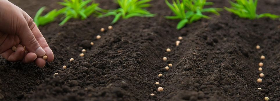 Sow the seeds in the garden into the soil. Selective focus. People.