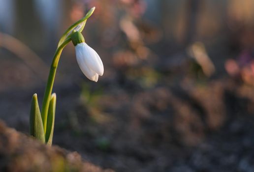 Flowers of a snowdrop or common snowdrop. Snowdrops bloom in the garden in spring.