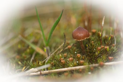 The mushroom grows among the moss. Macro world of moss and mushrooms.