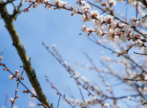 Blooming spring garden. Flowering branch against the sky. Flower close-up.