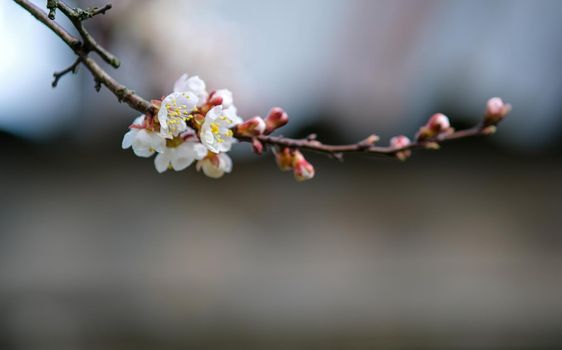 Blooming spring garden. Flowering branch. Flower close-up.