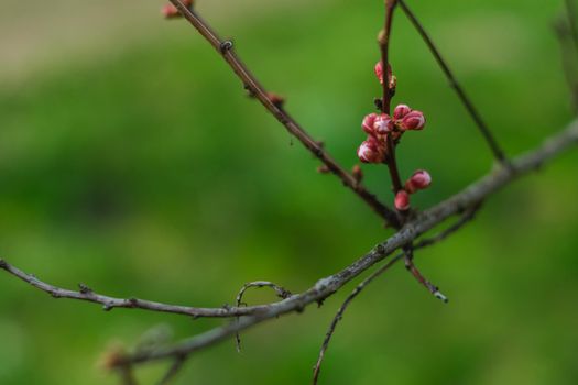 Blooming spring garden. Flowering twig on a background of green grass. Flower close-up.