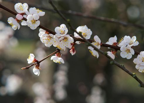 Blooming spring garden. Flowering branch. Flower close-up.