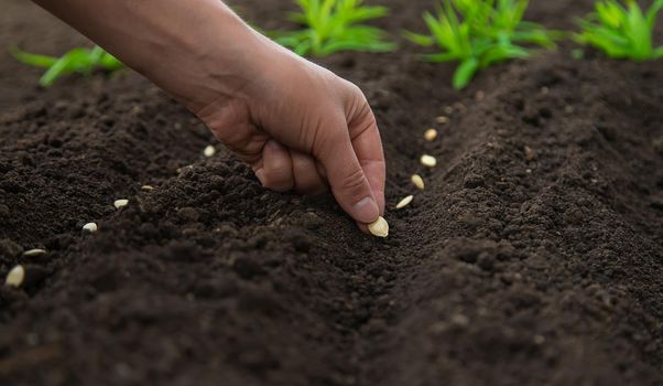 Sow the seeds in the garden into the soil. Selective focus. People.