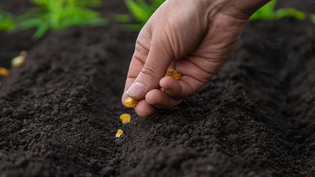 Sow the seeds in the garden into the soil. Selective focus. People.