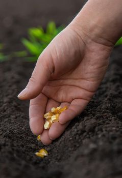 Sow the seeds in the garden into the soil. Selective focus. People.