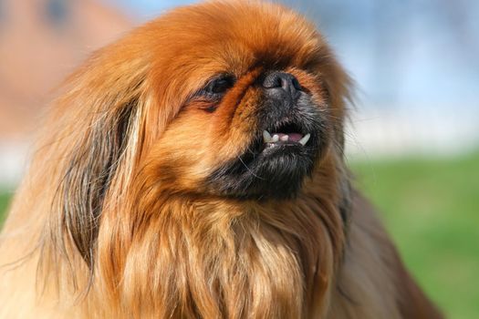 Close-up of a Pekingese muzzle. Shaggy elderly Pekingese red color.