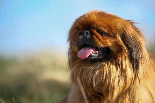 Close-up of a Pekingese muzzle. Shaggy elderly Pekingese red color.