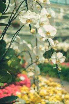 blooming phalaenopsis orchid flower in garden park