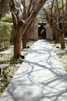 branch tree shadow on walkway pathway in garden park