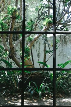 glass window with green plant leaves in garden