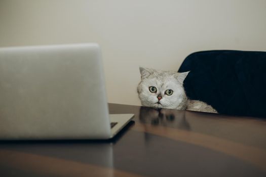 side view of scottish straight cat with laptop on couch.