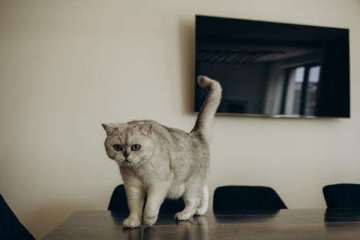 Beautiful purebred white cat walks on the table in the living room, on the background of the TV.