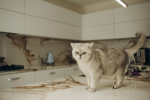 White cat on the table of a modern kitchen.