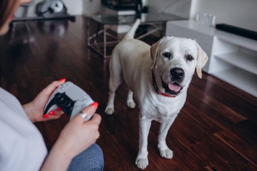 A young woman is playing a game console. Girl gamer and computer video games. The streamer holds a joystick in her hands. Person at home at night. Labrador dog on the background