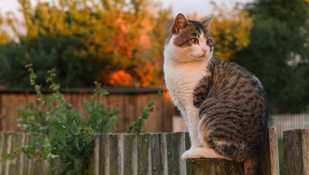 The cat is sitting on the fence. The cat in the village sits on a pole.