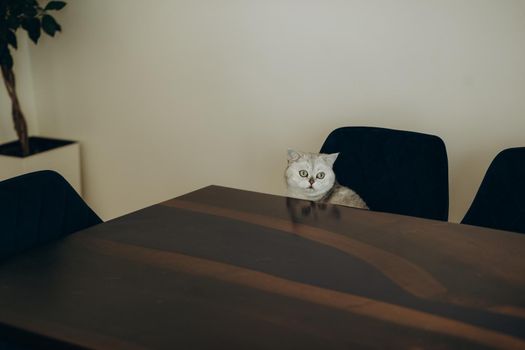 The white kitten was curiously looking up at the wooden table. interior studio room for display products.