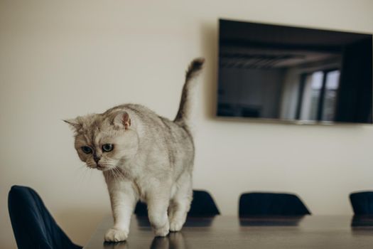 White cat on the table of a modern kitchen.