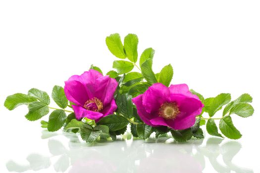 pink blooming wild rose flowers isolated on white background