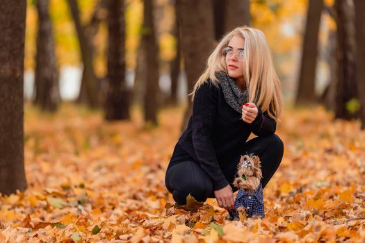 girl with a Yorkshire terrier dog in the autumn park