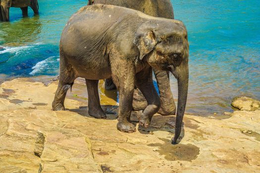 Wild elephant image (Sri Lanka Pinnala). Shooting Location: Sri Lanka