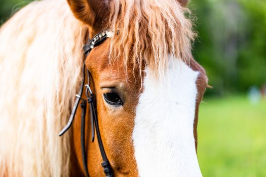 horse head close-up against the background of green grass and trees.