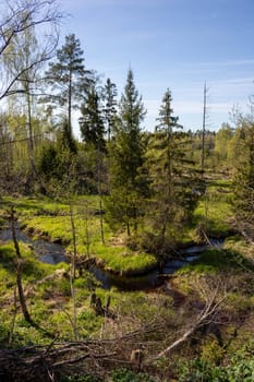 Spring forest and forest river on a bright sunny day.