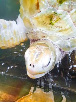 White albino sea turtle hawksbill sea turtle loggerhead sea turtle swims in pool in Turtle breeding station conservation Center in Bentota Sri Lanka.