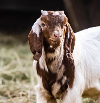 Closeup portrait of buer goat baby standing on the nature and looking at the camera