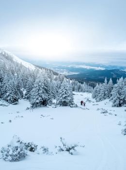 Beautiful view of pine trees growing on snowy mountain