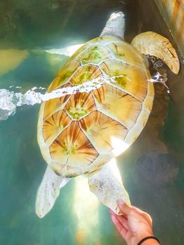 White albino sea turtle hawksbill sea turtle loggerhead sea turtle swims in pool in Turtle breeding station conservation Center in Bentota Sri Lanka.