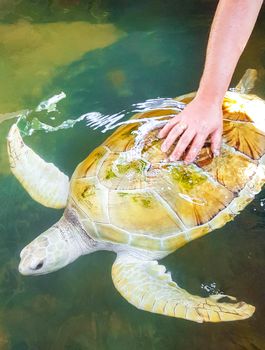 White albino sea turtle hawksbill sea turtle loggerhead sea turtle swims in pool in Turtle breeding station conservation Center in Bentota Sri Lanka.