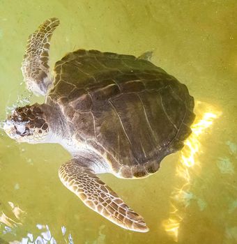 Green sea turtle hawksbill sea turtle loggerhead sea turtle swims in pool in Turtle breeding station conservation Center in Bentota Sri Lanka.