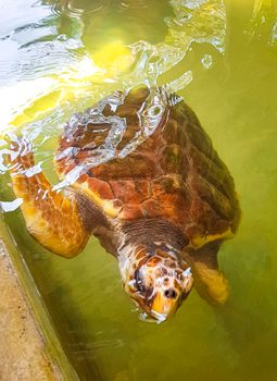 Green sea turtle hawksbill sea turtle loggerhead sea turtle swims in pool in Turtle breeding station conservation Center in Bentota Sri Lanka.