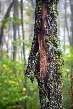 Old peeled bark of a tree with moss. Vertical view