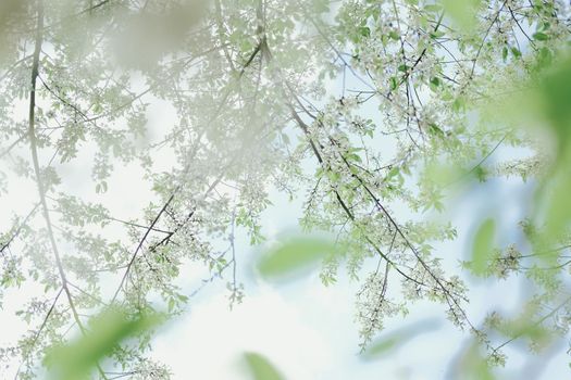 wild himalayan sakura cherry blossom flower. blooming white flora tree in park. Prunus Cerasoides