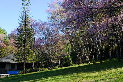 pine tree & wild himalayan sakura cherry blossom flower. blooming pink flora tree in park. Prunus Cerasoides