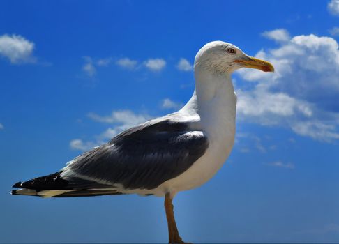 Portrait of a seagull on the blue sky background. Close-up.