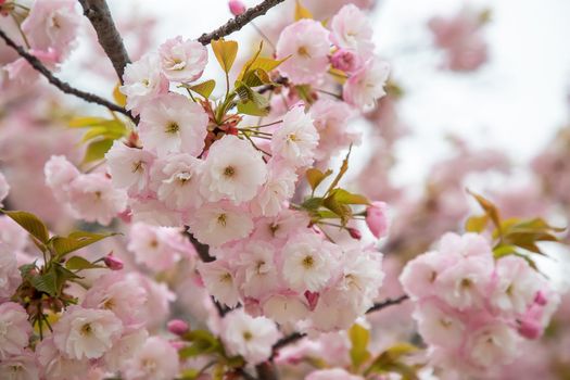 Beautiful gentle colors of the blossom tree in spring. Close up