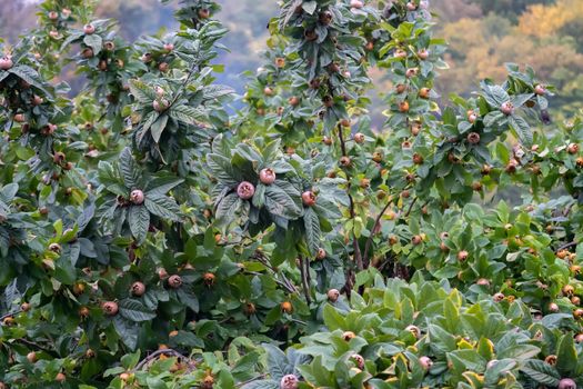 Fruit of Mespilus germanica, also named common medlar at a tree