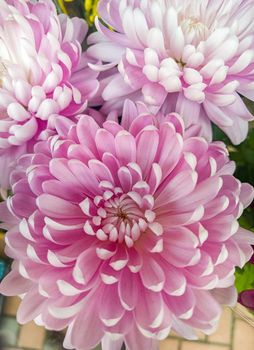 Beauty pink chrysanthemum flower. Background of a pink  