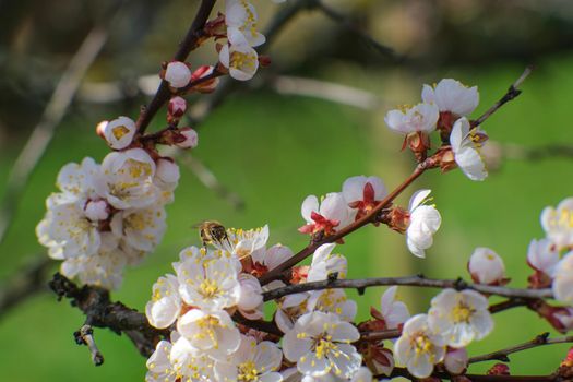 Blooming spring garden. Flowering twig on a background of green grass. Flower close-up.