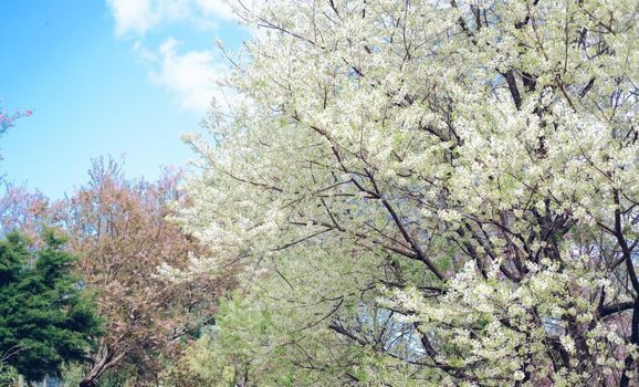 wild himalayan sakura cherry blossom flower. blooming white flora tree in park. Prunus Cerasoides