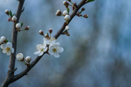 Blooming spring garden. Flowering branch against the sky. Flower close-up.