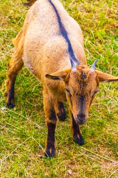 Young cute small goat looking in the camera in goats farm on Wurmberg mountain in Braunlage Harz Goslar Lower Saxony Germany.