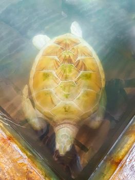 White albino sea turtle hawksbill sea turtle loggerhead sea turtle swims in pool in Turtle breeding station conservation Center in Bentota Sri Lanka.