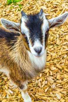 Young cute small goat looking in the camera in goats farm on Wurmberg mountain in Braunlage Harz Goslar Lower Saxony Germany.