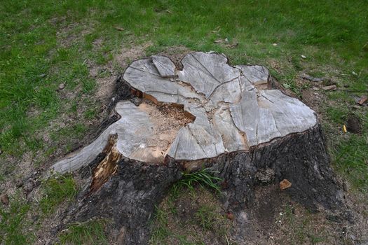 Photo of a large stump on a background of grass in the park