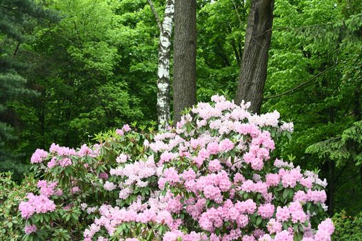 Flowers of lilac color on a background of greenery in the park