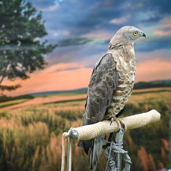 Photo of a bird of prey on an artificial branch